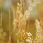 ۲۰ماسک خانگی برای زیبایی و سلامت موها(قسمت اول)