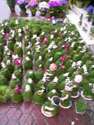 سبزه درختچه ای