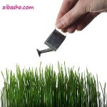  سبز کردن سبزه نوروز