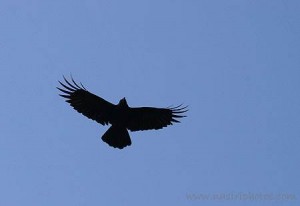 زیباترین آواز کلاغ