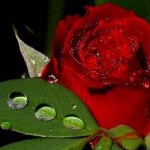 خواص شگفت انگیز گل رز