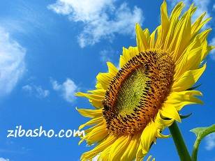 آفتابگردان