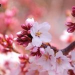 تجربه درونی از بهار