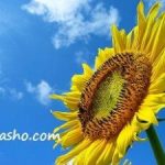 اصلی ترین کار!