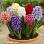 سنبل گل هفت سین